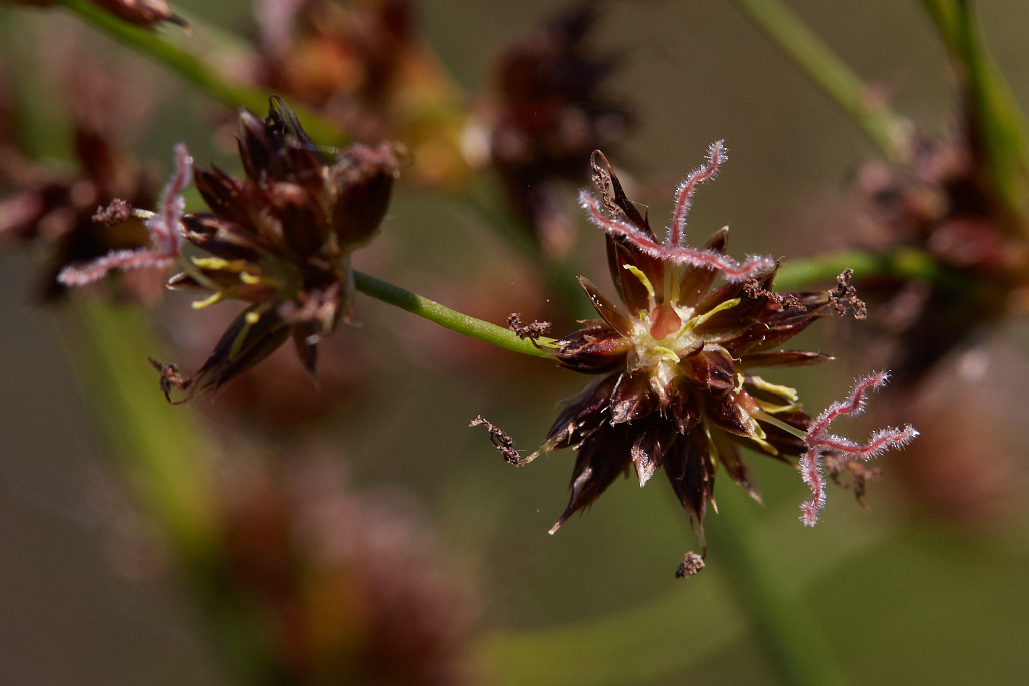 Juncus phaeocephalus var. paniculatus