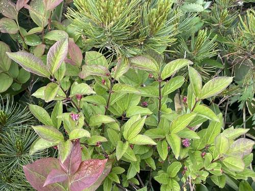 Lonicera sachalinensis iNat (2)