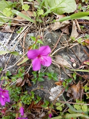Heterocentron elegans