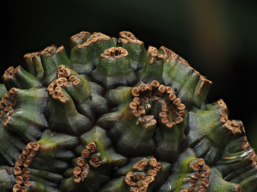 Kiekie (Freycinetia banksii)