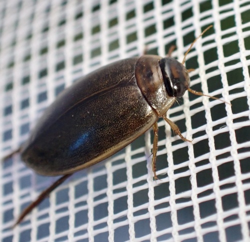 Cosmopolitan Diving Beetle, Graafland, Groot-Ammers, South Holland, NL, photo 6 of 10