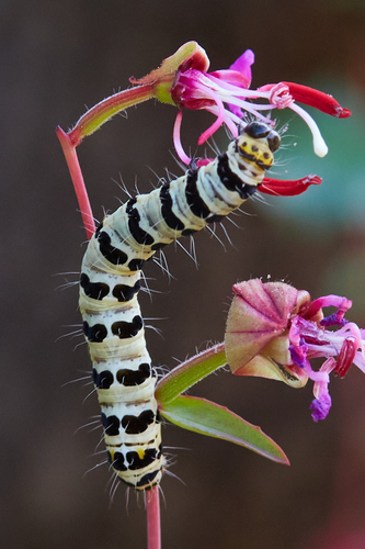Mariposa Forester photo 3