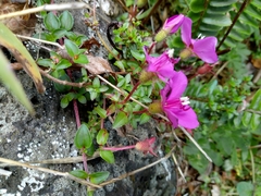 Heterocentron elegans
