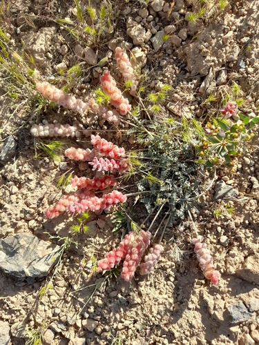Astragalus cemerinus