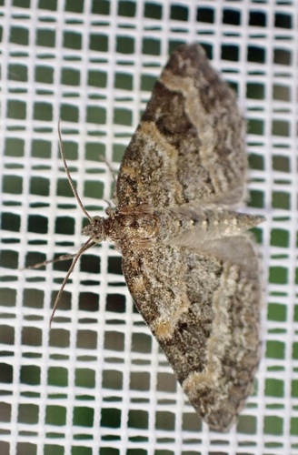 Small Seraphim, Graafland, Groot-Ammers, South Holland, NL, photo 6 of 10