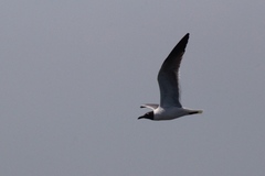 Leucophaeus atricilla megalopterus