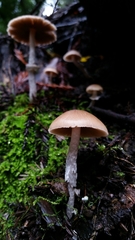 Psathyrella longistriata
