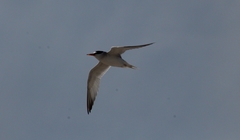 Sterna hirundo hirundo