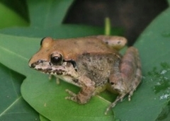 Leptodactylus poecilochilus