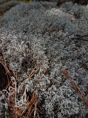 Cladonia stygia