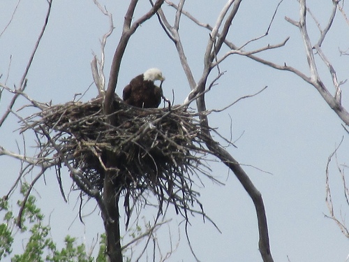 Bald Eagle photographed in Illinois