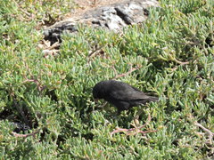 Sesuvium edmonstonei