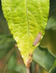 Syntonarcha iriastis