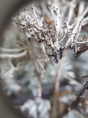 Cladonia stygia