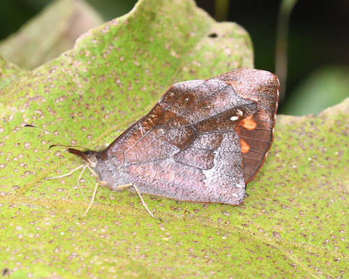 Lasiophila palades