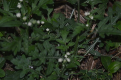 Parthenium bipinnatifidum