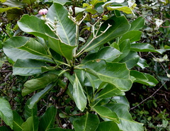 Anthocleista amplexicaulis