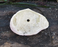 Rexithaerus indentata