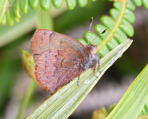 Penaincisalia amatista