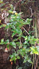Medinilla viscoides