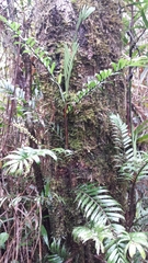 Dypsis concinna