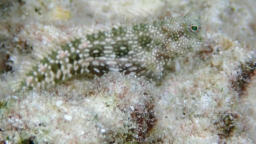 White-spotted Blenny