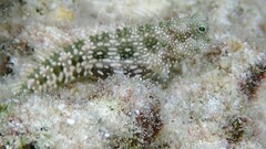 Whitespotted Blenny photo 5