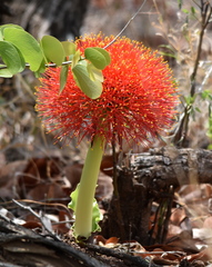Scadoxus multiflorus multiflorus