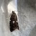 White-barred Tortrix - Photo (c) Douglas Napier, some rights reserved (CC BY-NC), uploaded by Douglas Napier