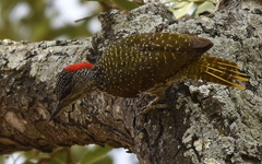 Campethera abingoni suahelica