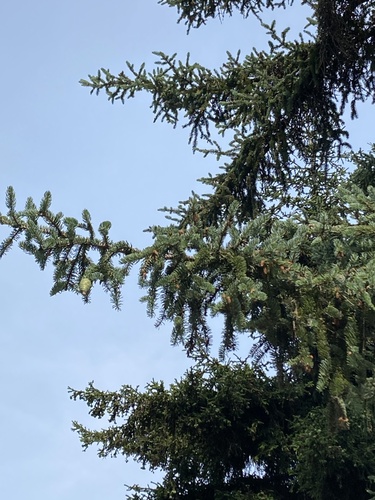 Picea koyamae iNat (3)
