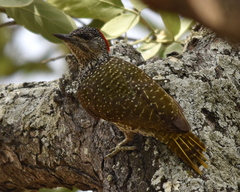 Campethera abingoni suahelica