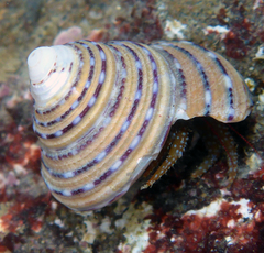 Calliostoma tricolor