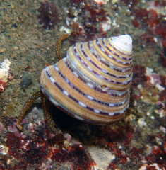 Calliostoma tricolor