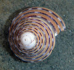Calliostoma tricolor