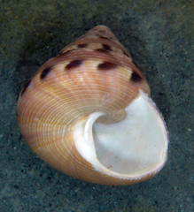 Calliostoma gloriosum
