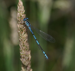 Austrocoenagrion lyelli