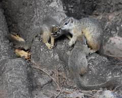 Paraxerus cepapi cepapi