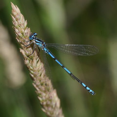 Austrocoenagrion lyelli