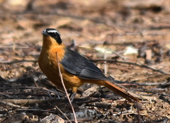 Cossypha heuglini heuglini