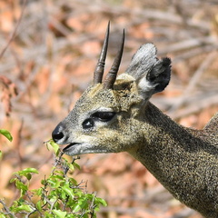 Oreotragus oreotragus transvaalensis