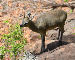 Oreotragus oreotragus transvaalensis