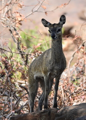 Oreotragus oreotragus transvaalensis