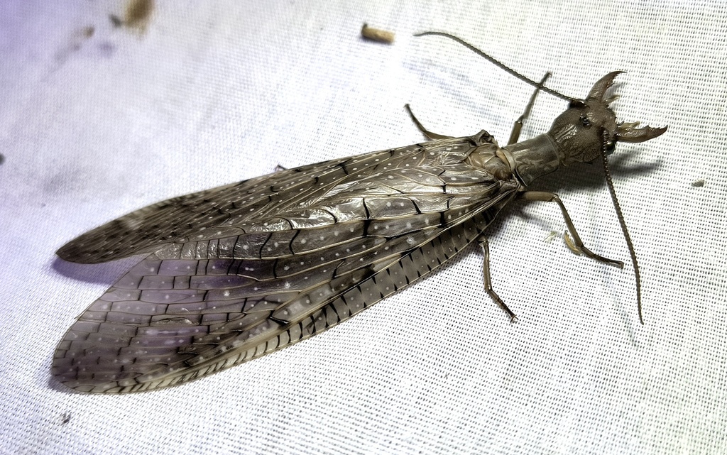 Eastern Dobsonfly from Plano, TX, US on June 17, 2023 at 10:16 PM by ...