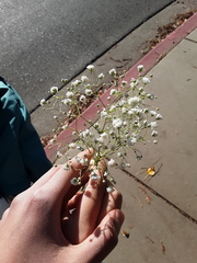 Gypsophila