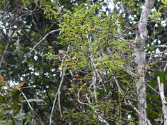 Phyllanthus casticum