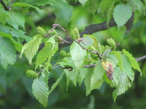 Japanese Cherry Birch (Betula grossa)