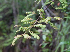 Phyllanthus casticum