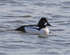 Bucephala clangula × islandica