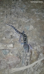 Coleonyx mitratus